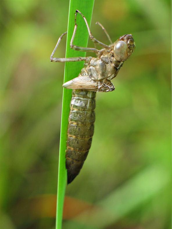 Dragonfly Larvae Hunting
