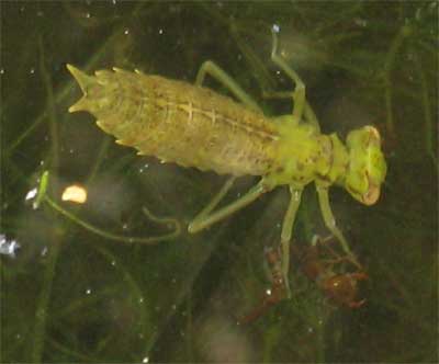 Dragonfly Larvae
