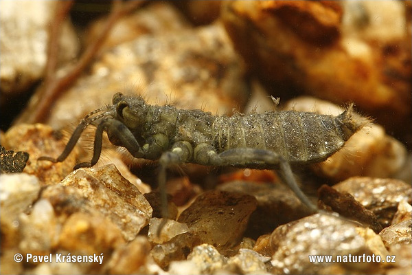 Dragonfly Larvae Pictures