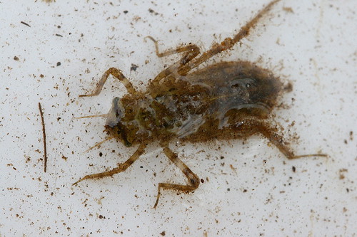 Dragonfly Larvae Pictures