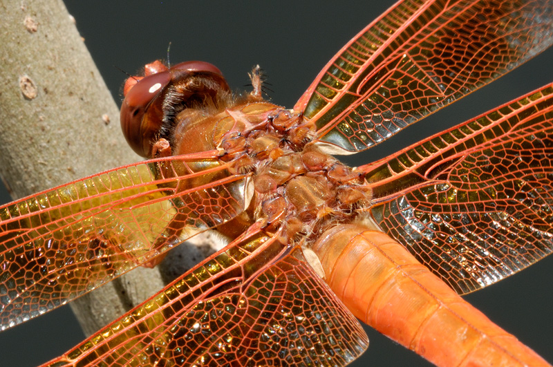 Dragonfly Wings Close Up