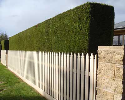 Fast Growing Hedge Trees