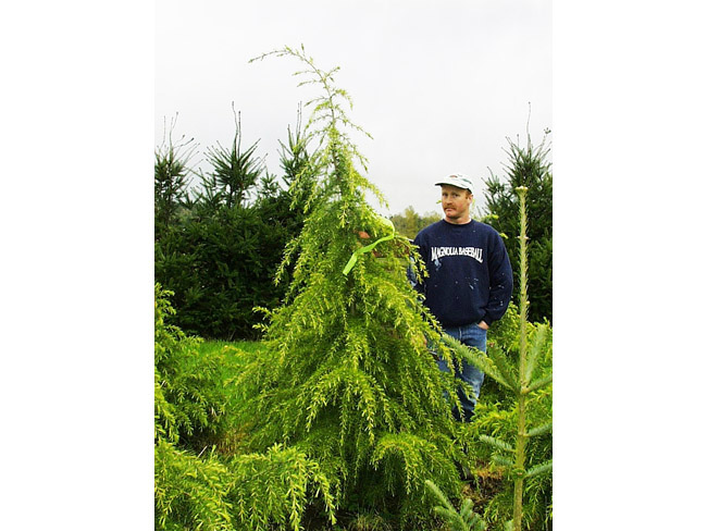 Fast Growing Trees For Privacy Alaska