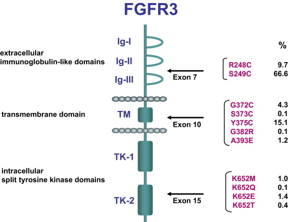 Fgfr3 Mutation Bladder Cancer