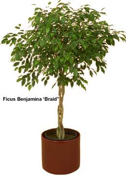 Fig Tree Care