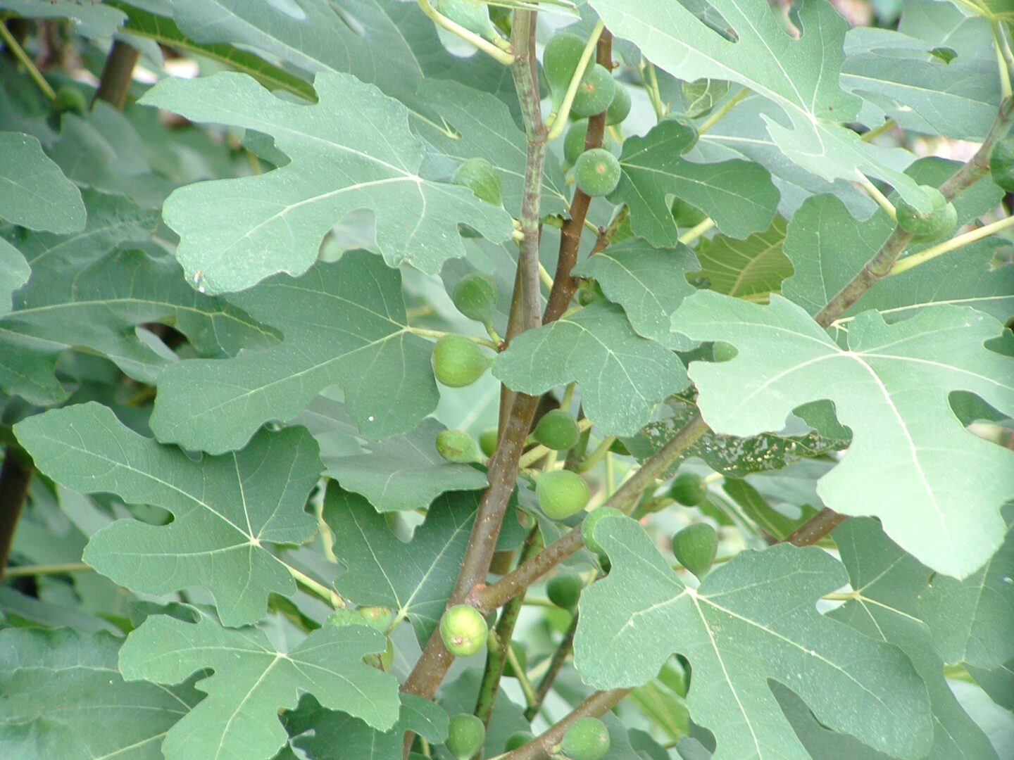 Fig Tree Care