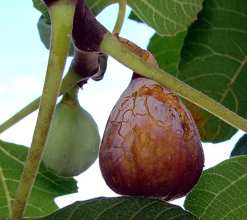 Fig Tree Fruit Cycle