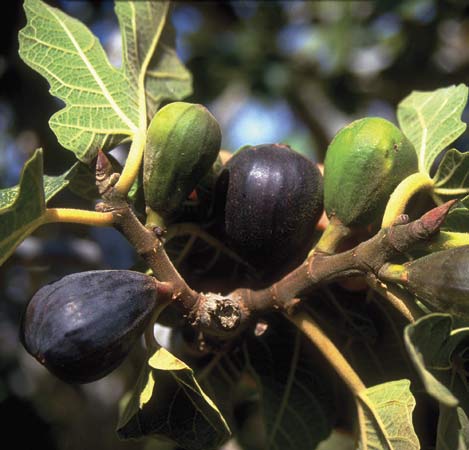 Fig Tree Fruit Production