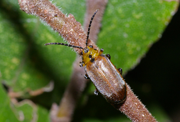 Fig Tree Leaf Beetle