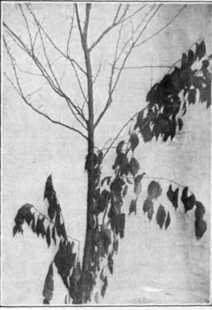 Fig Tree Leaf Wilt