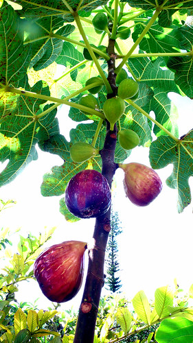 Fig Tree Pictures Fruit
