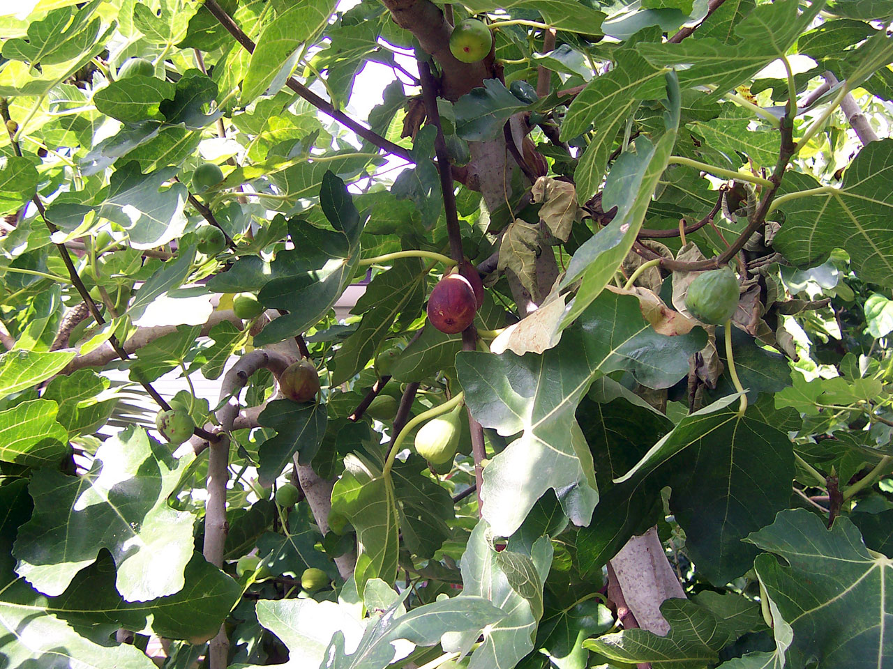 Fig Tree Pictures Fruit