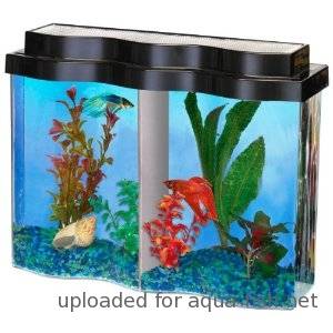 Fighter Fish Tanks For Sale