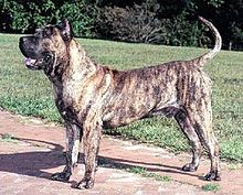 Fighting Dogs Breeds