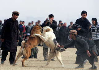 Fighting Dogs White
