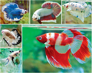 Fighting Fish Pictures