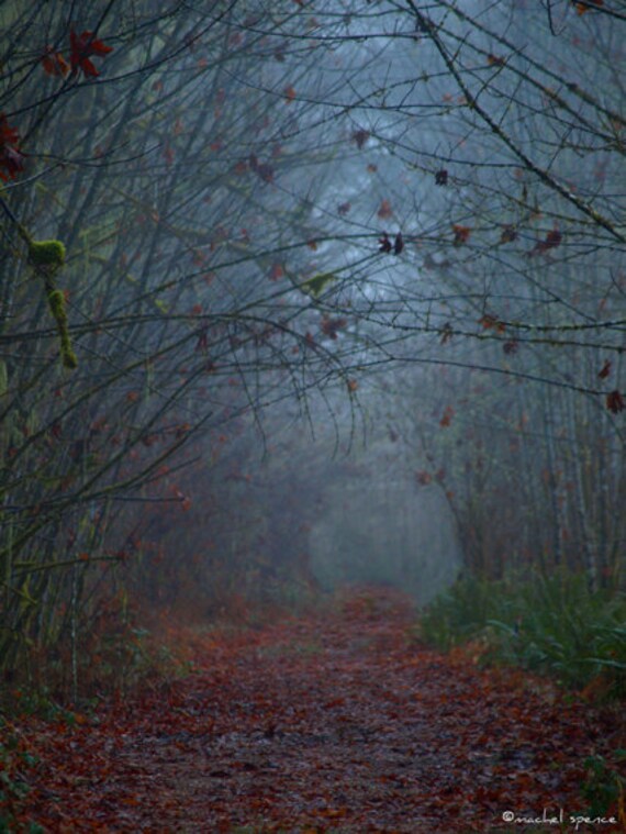 Foggy Forest Or Forest Path
