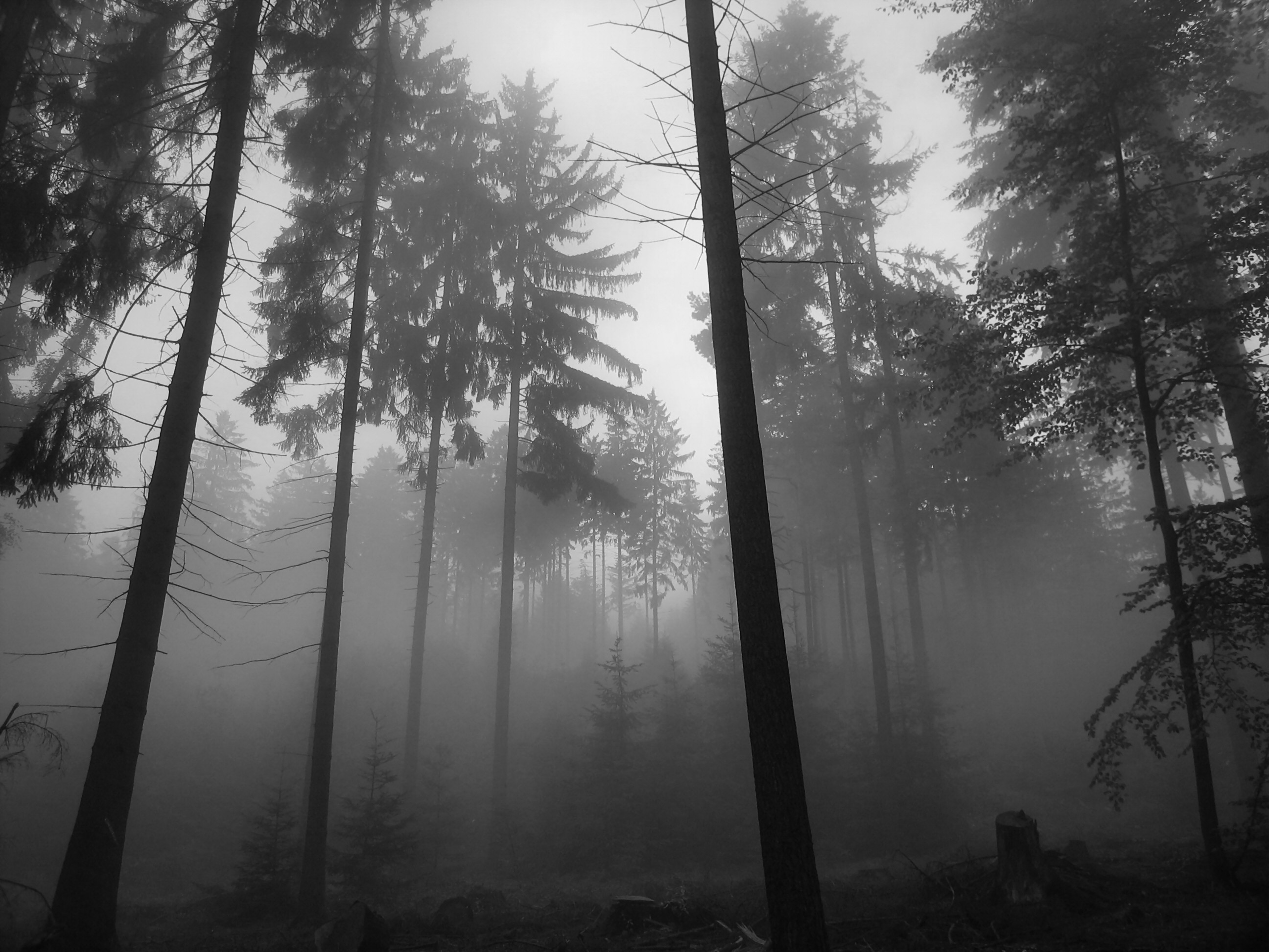 Foggy Forest Pictures