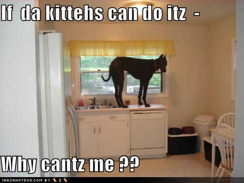 Funny Cats And Dogs With Captions