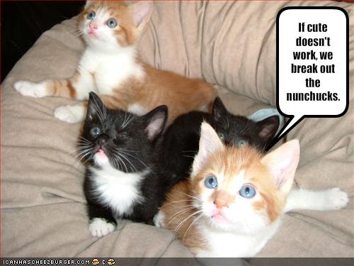 Funny Cats And Kittens