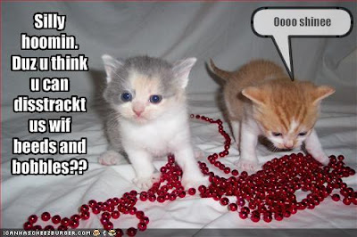 Funny Cats And Kittens Pictures