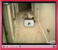 Funny Cats Pictures Video