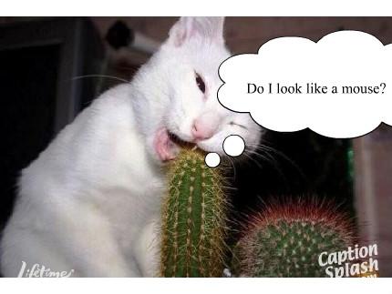 Funny Cats Pictures With Captions