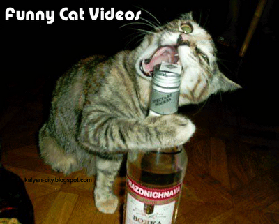 Funny Cats Video