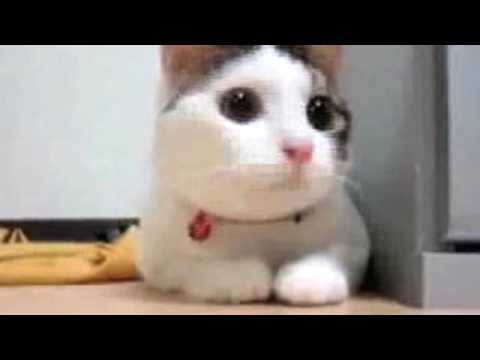 Funny Cats Video Youtube