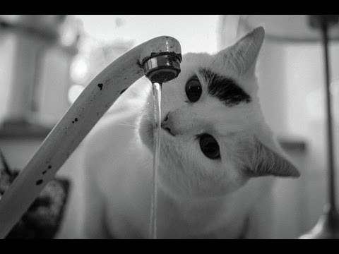 Funny Cats Videos 2013