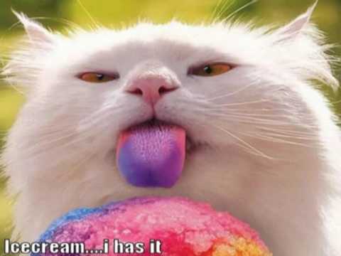 Funny Cats Videos Part 1