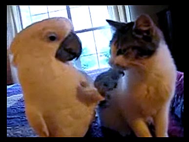 Funny Cats Videos Part 2