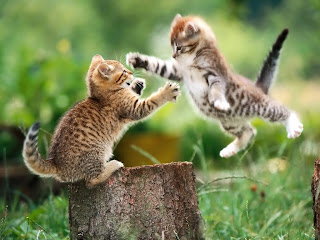 Funny Cats Wallpapers For Desktop