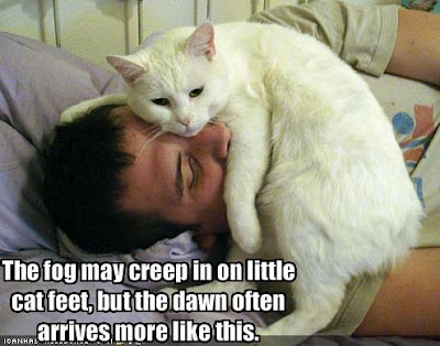 Funny Cats With Captions