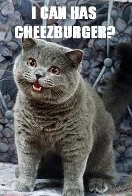 Funny Cats With Captions