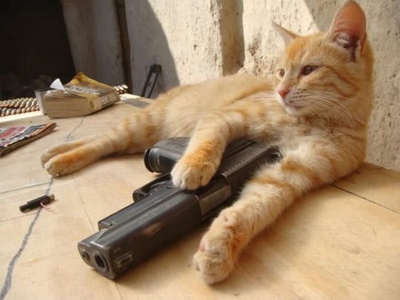 Funny Cats With Guns And Sayings