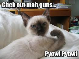 Funny Cats With Guns And Words