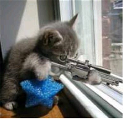 Funny Cats With Guns Gif