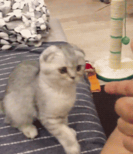Funny Cats With Guns Gif