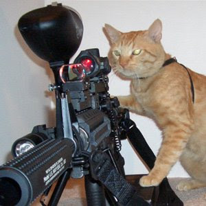 Funny Cats With Guns