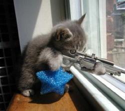 Funny Cats With Guns Killing Dogs