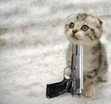 Funny Cats With Guns Pictures