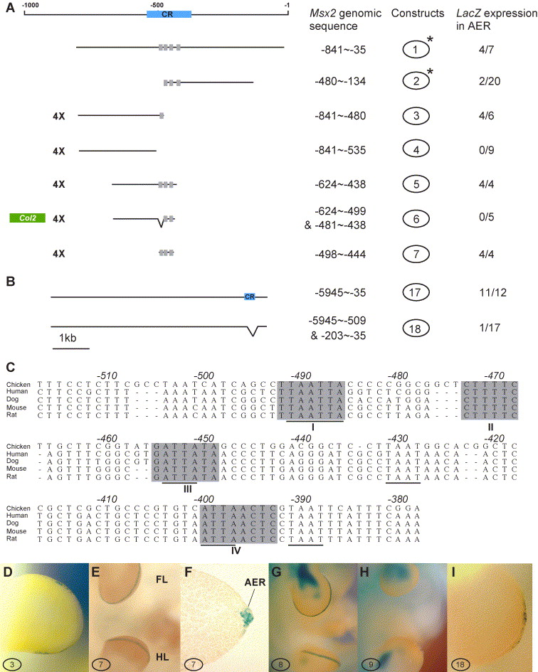 Fvb Mouse Genome Sequence