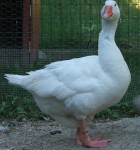 Gander Goose