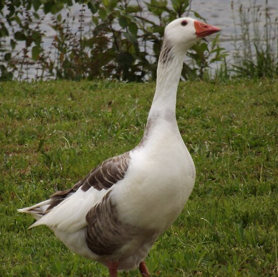 Gander Goose