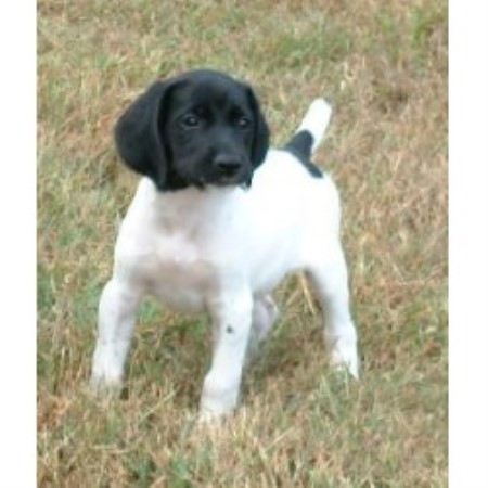 German Shorthaired Pointer Black And White Puppies