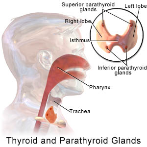 Goiter On Thyroid