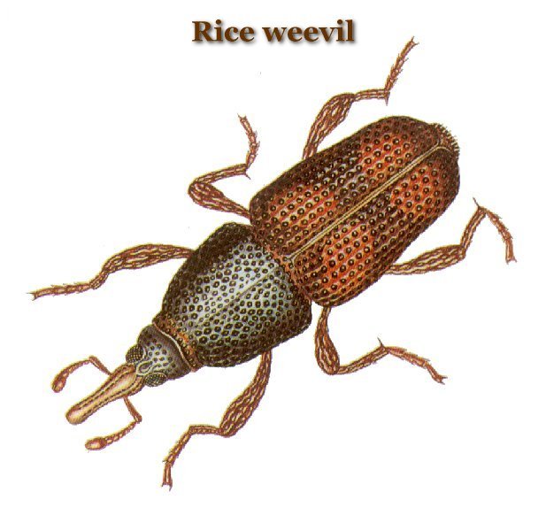 Granary Weevil Control