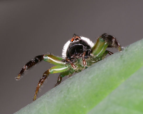 Green Jumping Spider Bite