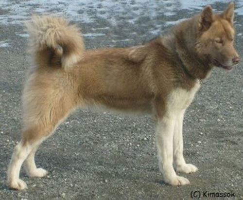 Greenland Dog For Sale